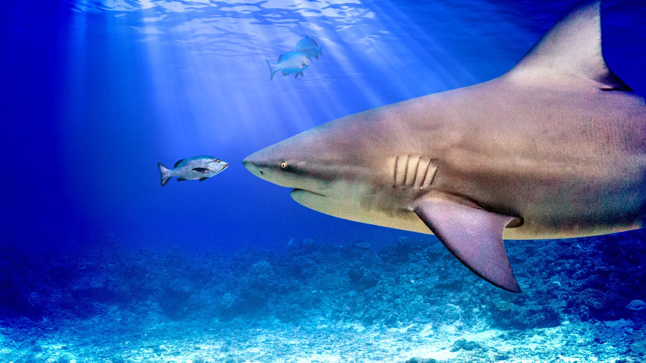 World's Biggest Bull Shark? - 剧照