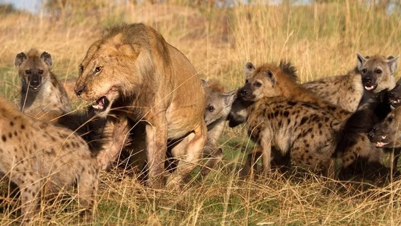 Eternal Enemies: Lions and Hyenas - 剧照