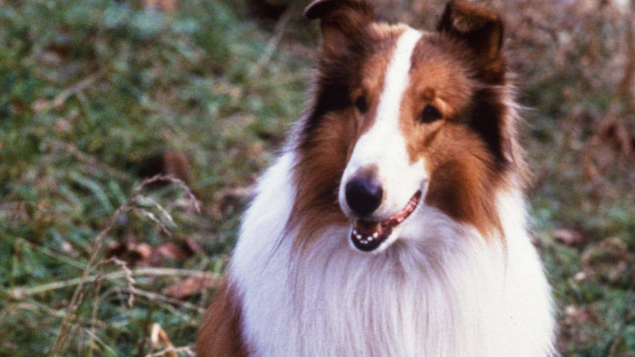新灵犬莱西 - 剧照