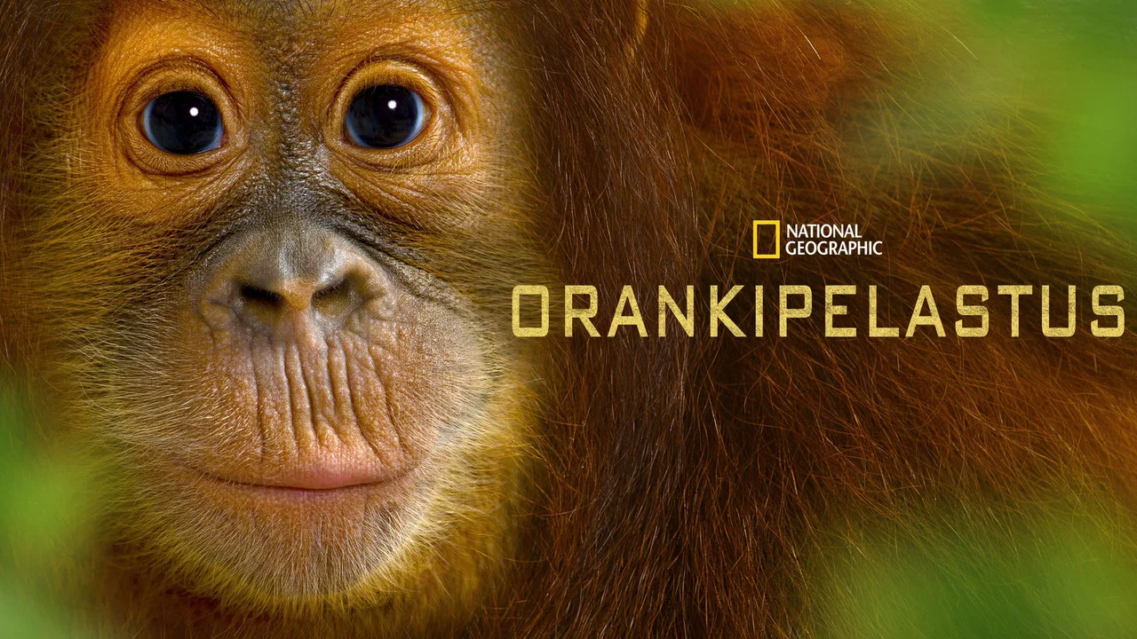 Operation Orangutan - 剧照