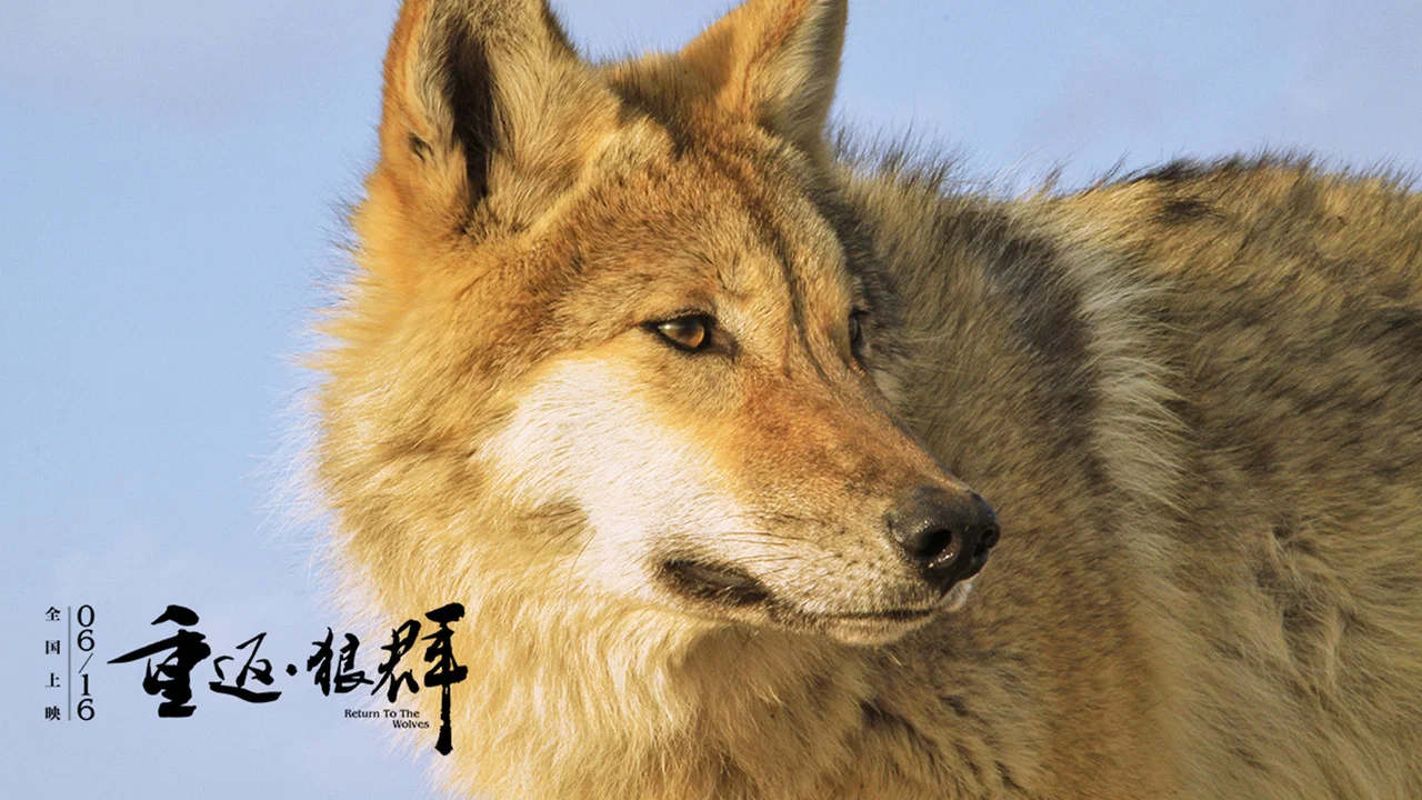 重返&middot;狼群 - 剧照