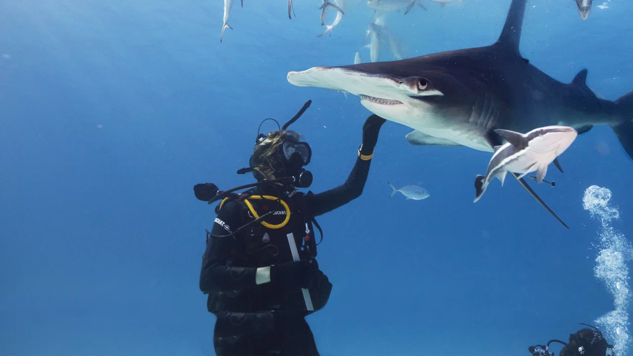 Shark Gangs - 剧照