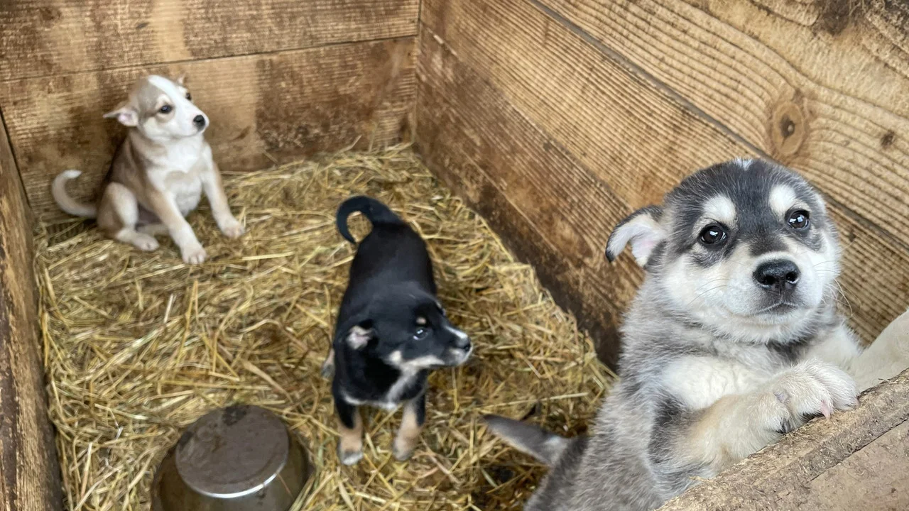 犬与战争：我的乌克兰见闻 - 剧照