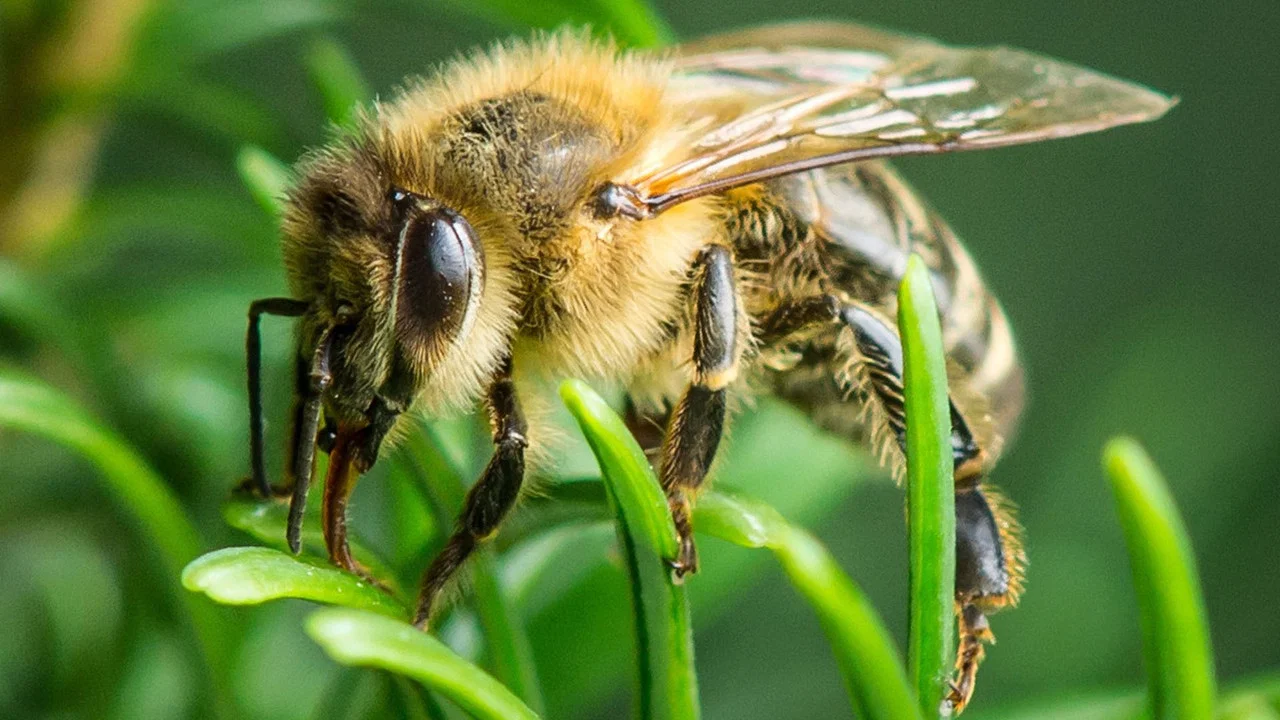 Im Wald der wilden Bienen - 剧照