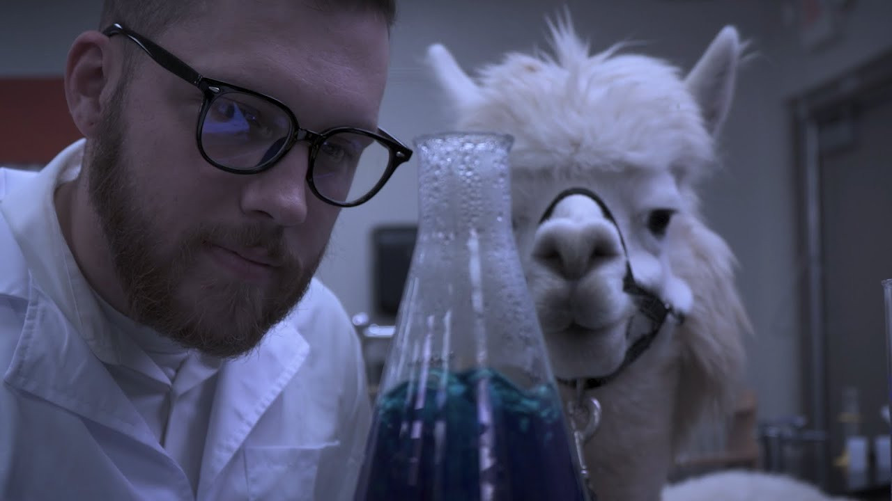 Alpacalypse - 剧照