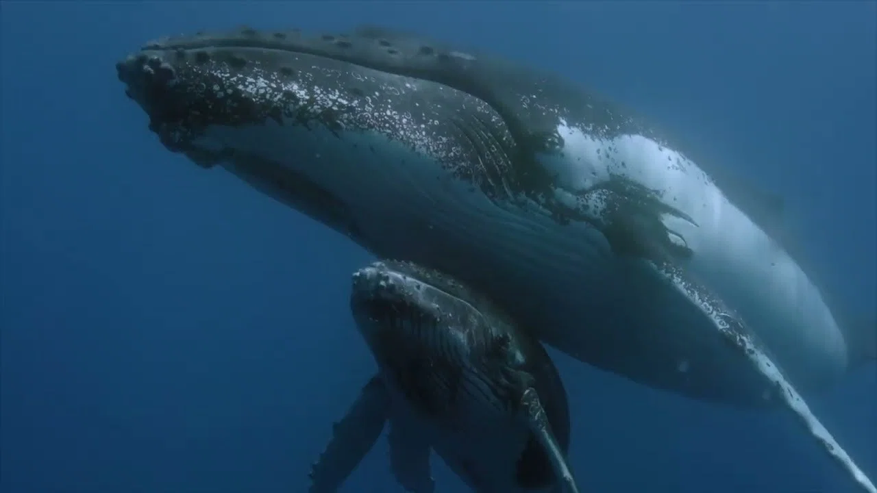 Des baleines, des tortues et des hommes - 剧照