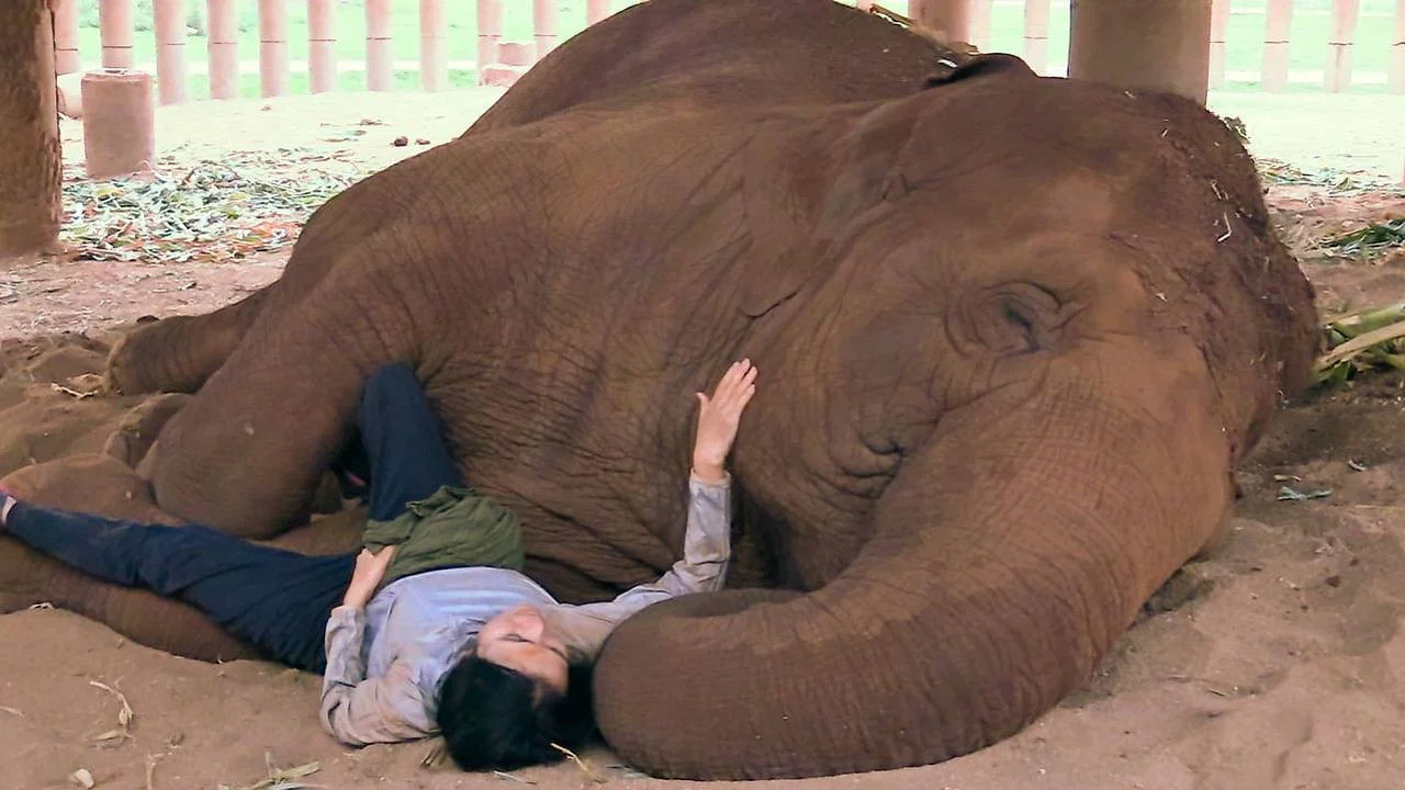 La femme qui murmurait &agrave; l'oreille des &eacute;l&eacute;phants - 剧照