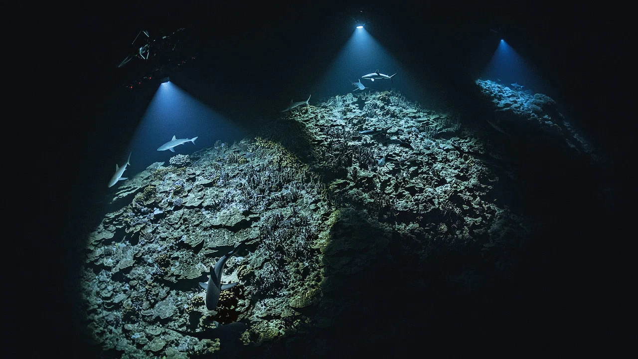 700 requins dans la nuit - 剧照