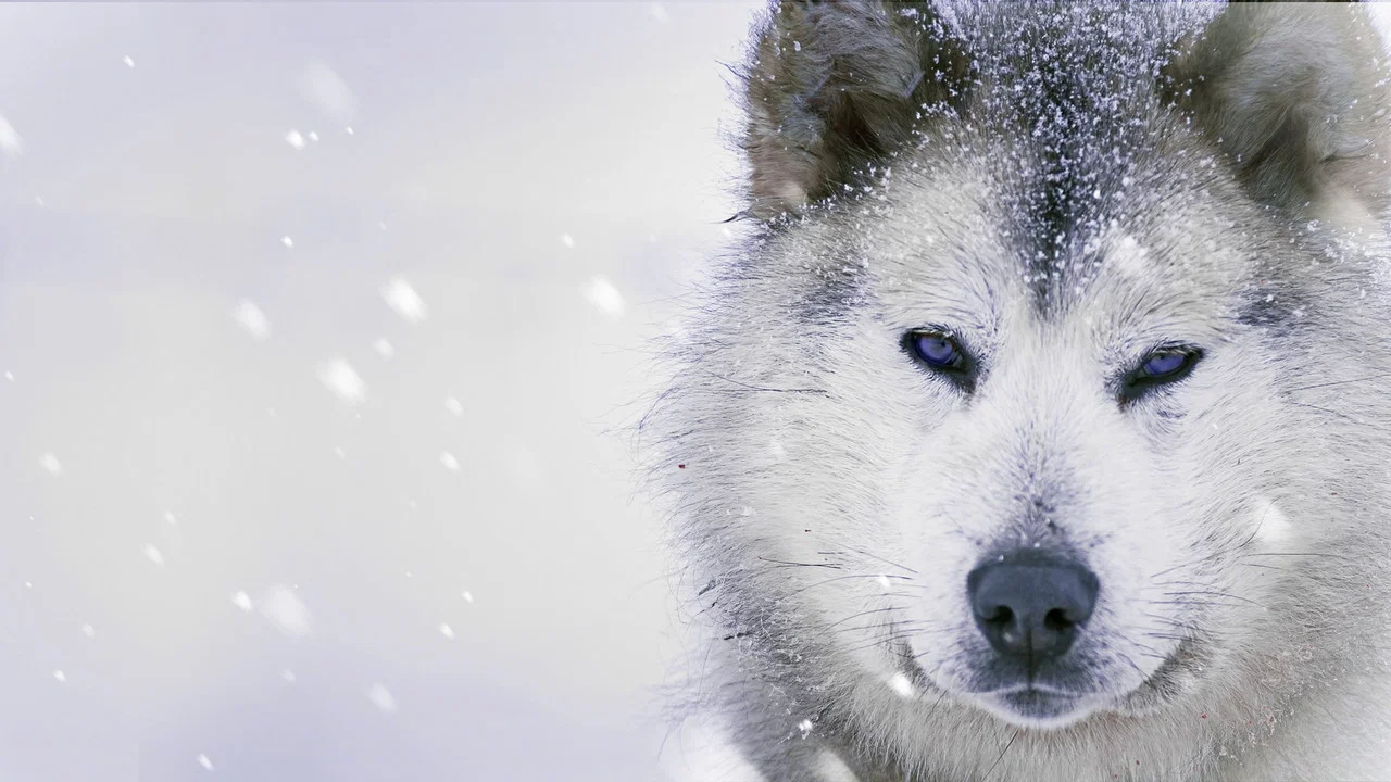 Ice Dogs: The Only Companions Worth Having - 剧照