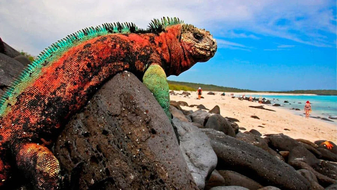 The Dragons of Galapagos - 剧照