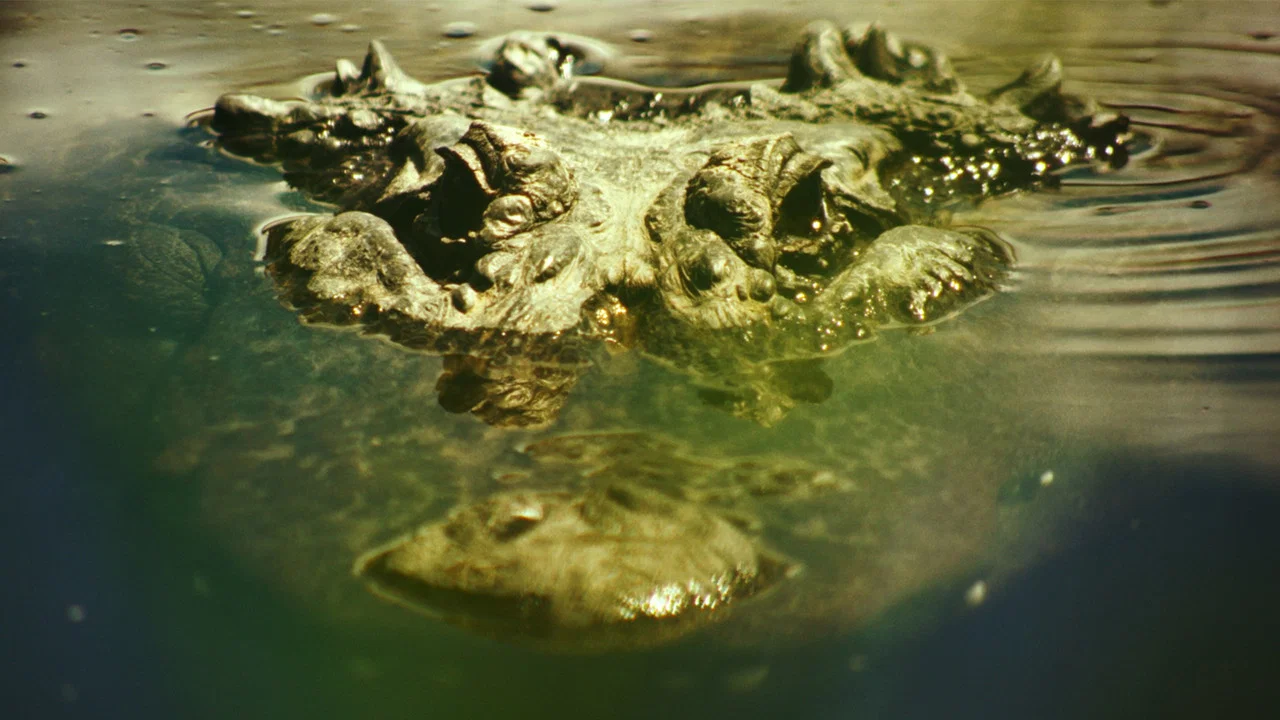 Gatorville - 剧照