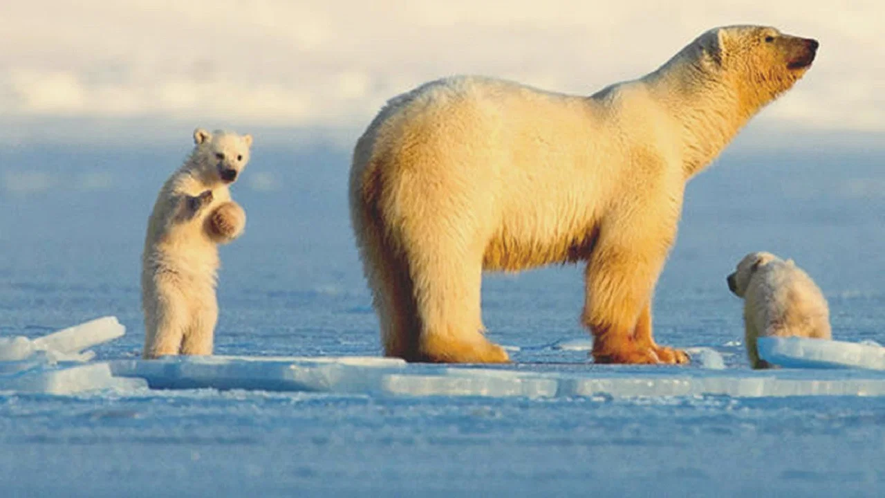 My Journey with a Polar Bear - 剧照
