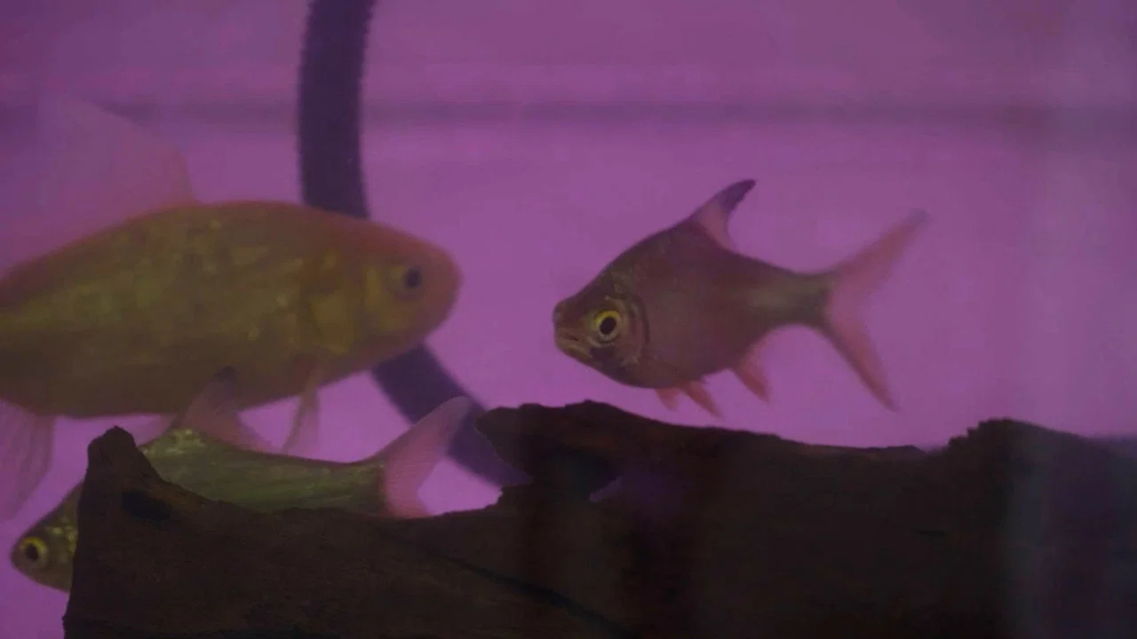 Ikan Migran - 剧照