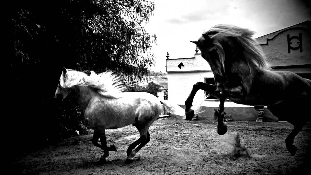 Horse of Kings, Thief of Hearts - 剧照