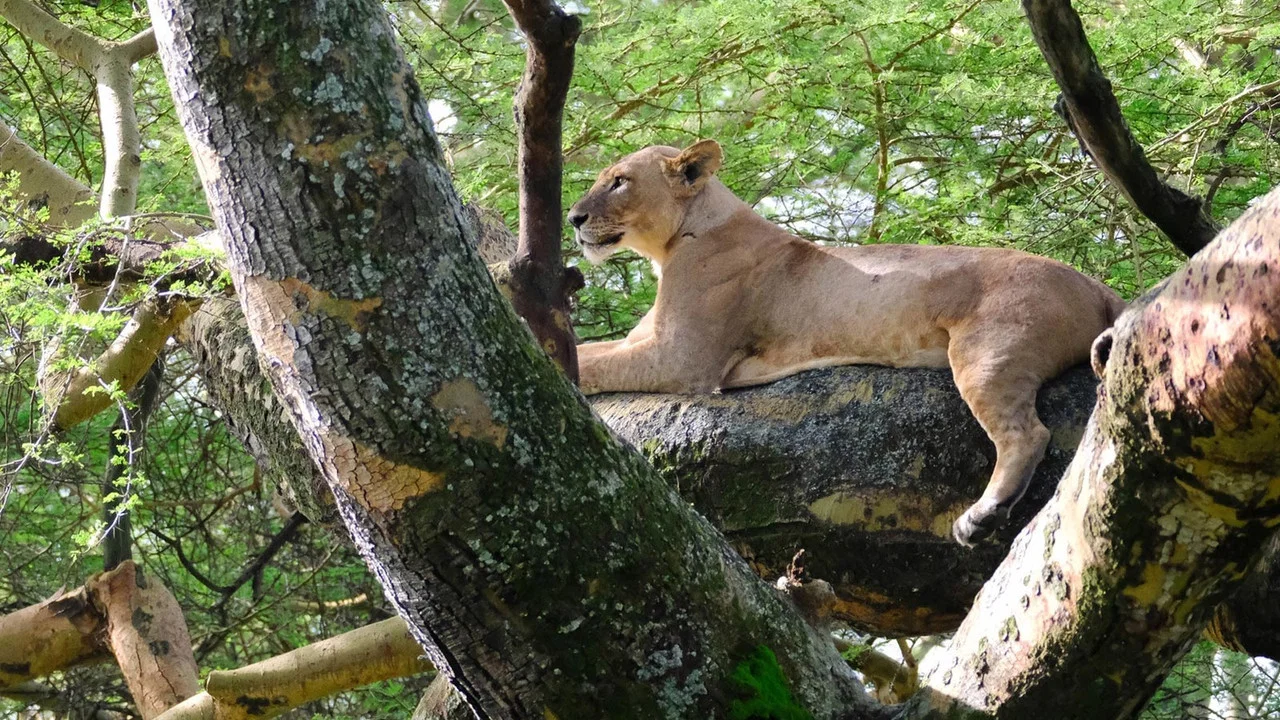 Lion Queen - 剧照