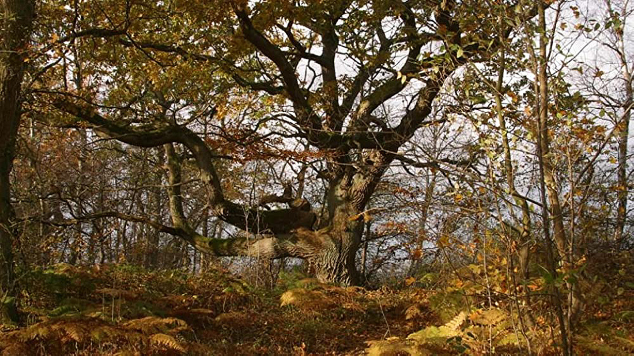 Ostseeparadies R&uuml;gen - 剧照