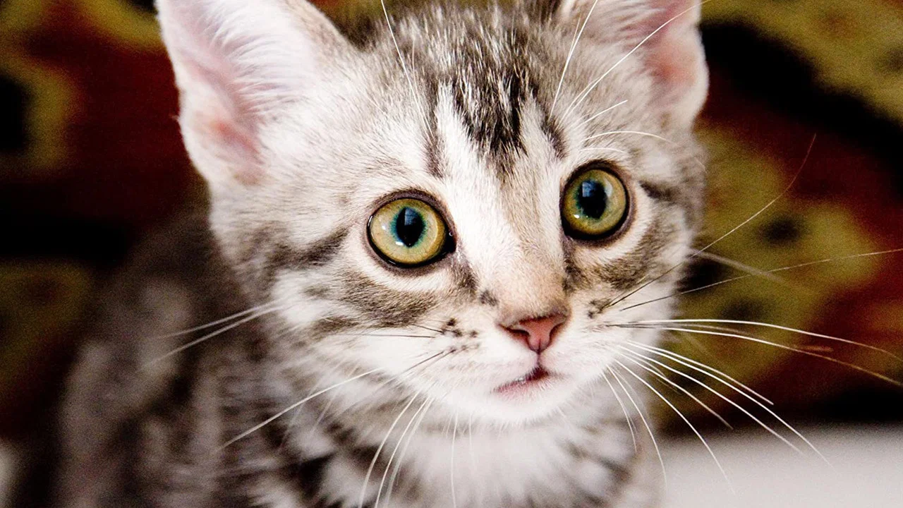 咕咕是一只猫 - 剧照