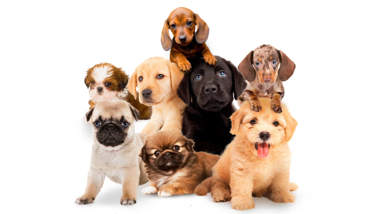 Puppy Time! - 剧照