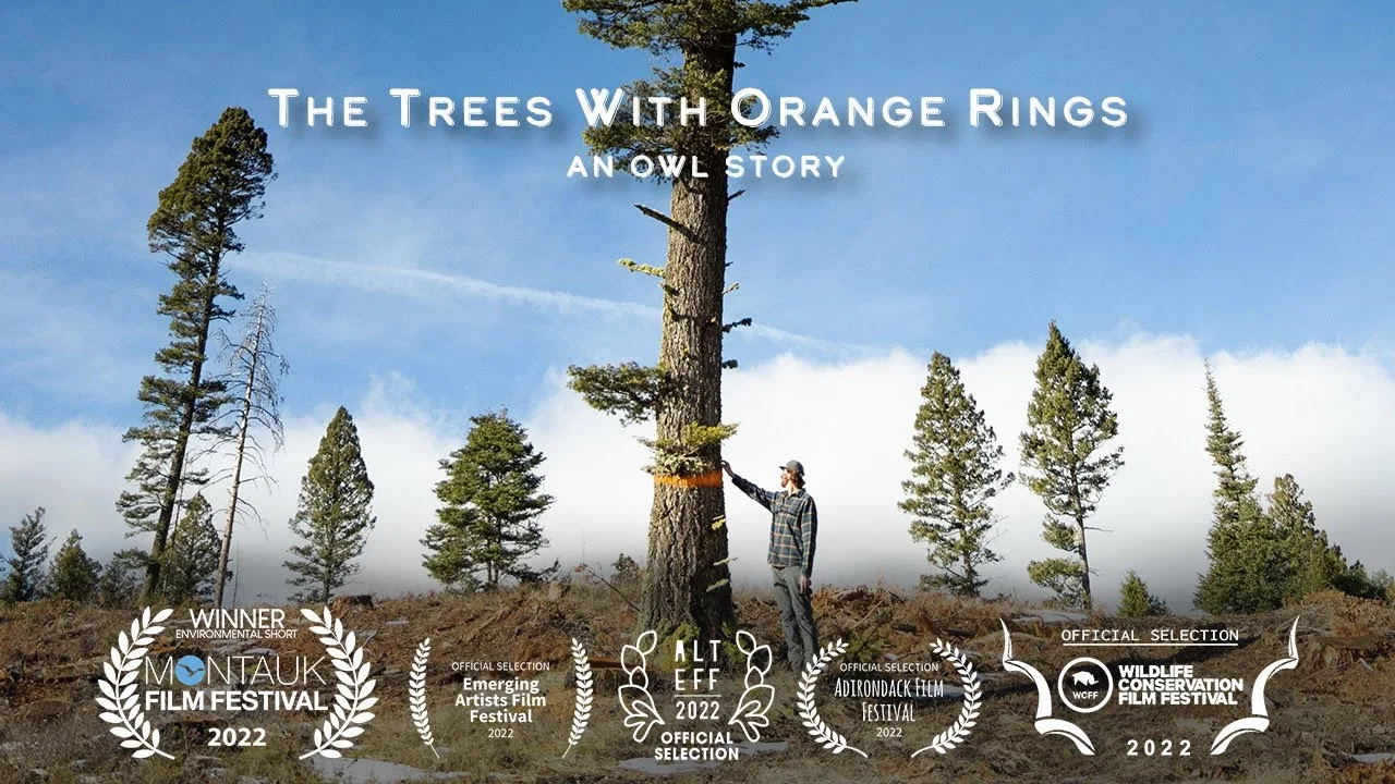 The Trees with Orange Rings - 剧照