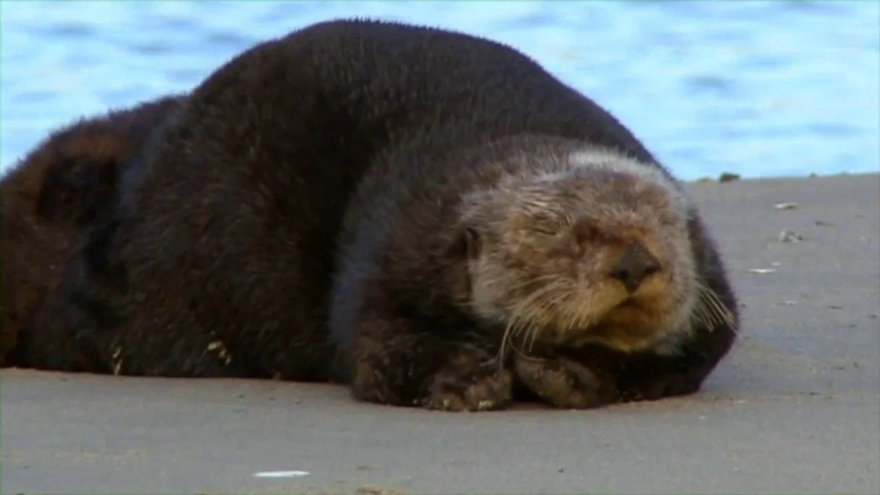 Threatened: The Controversial Struggle of the Southern Sea Otter - 剧照