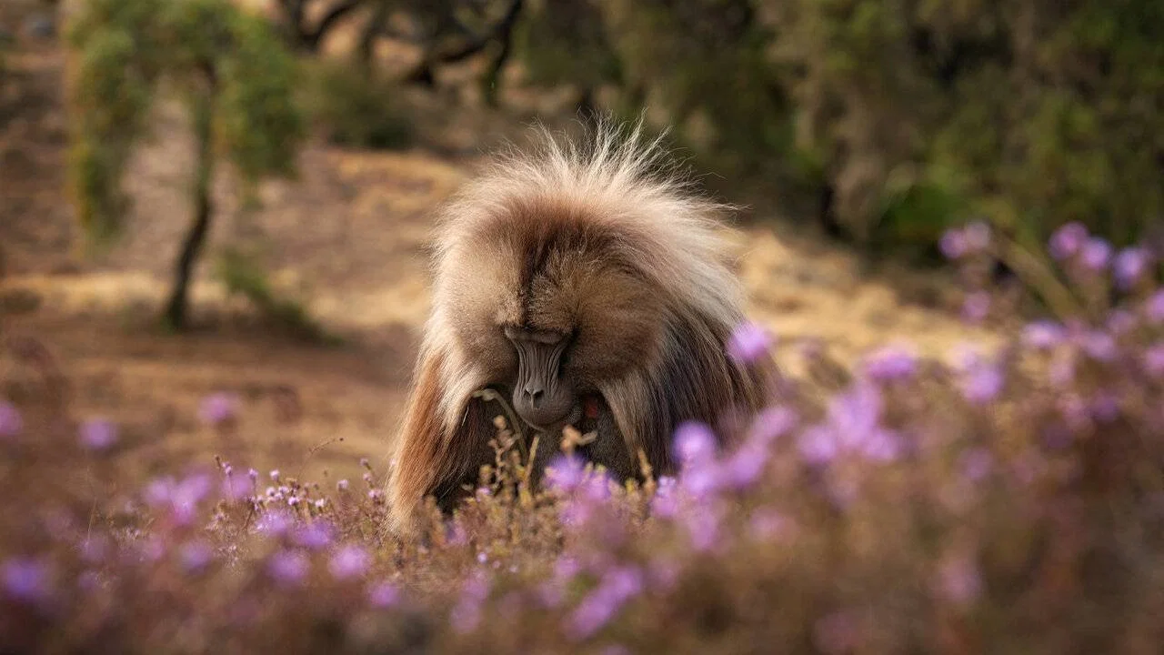 Baboon King - 剧照