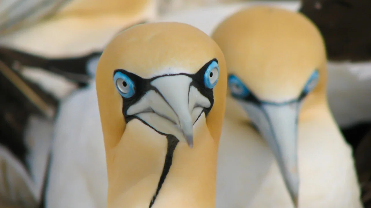 Gannets: The Wrong Side of the Run - 剧照