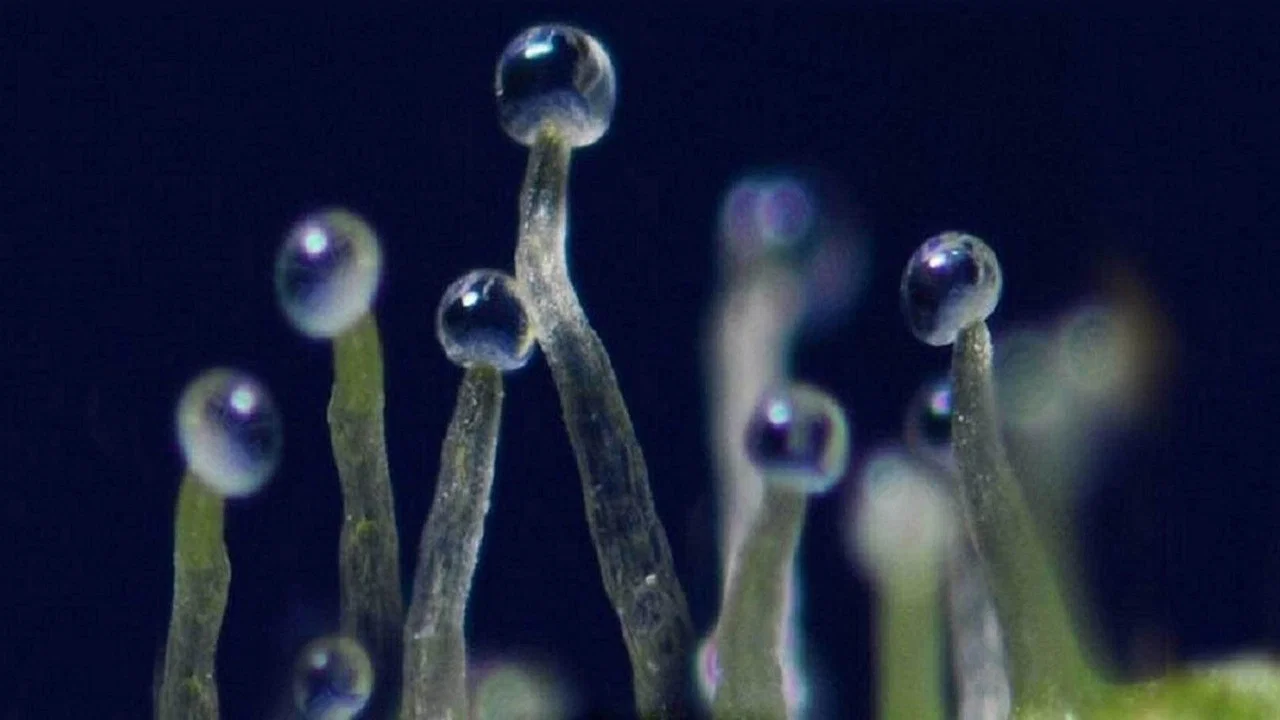 What If Cannabis Cured Cancer - 剧照