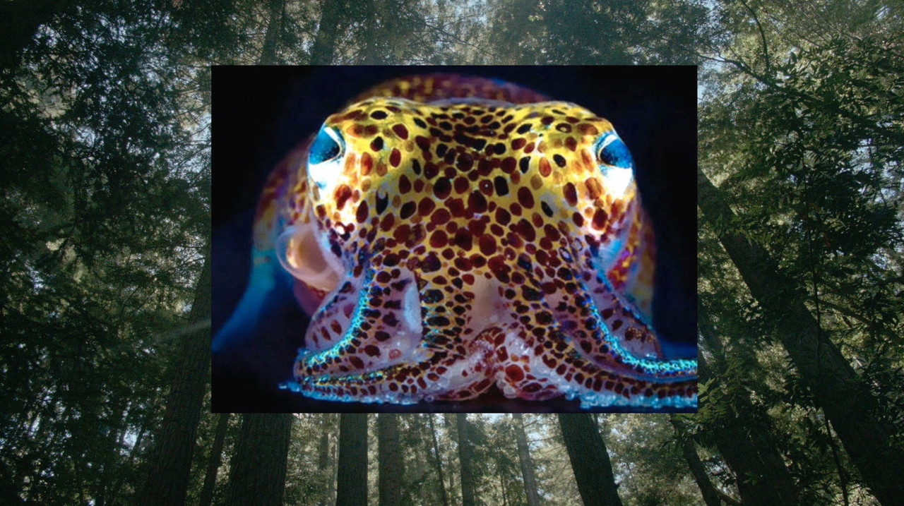 Donna Haraway: Story Telling for Earthly Survival - 剧照