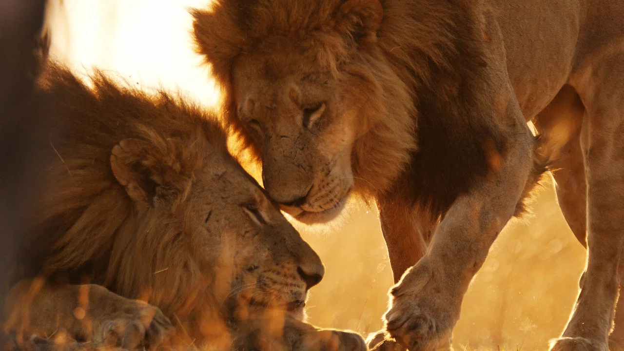 Wild Botswana - 剧照