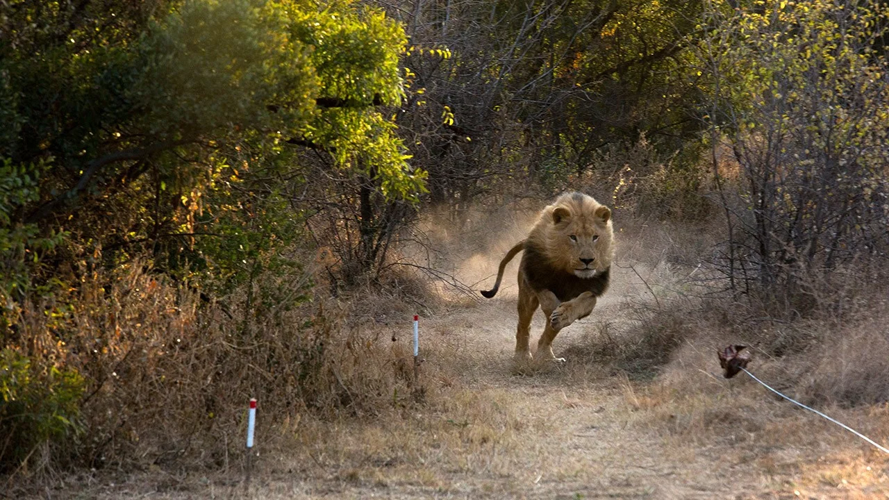 Man V. Lion - 剧照