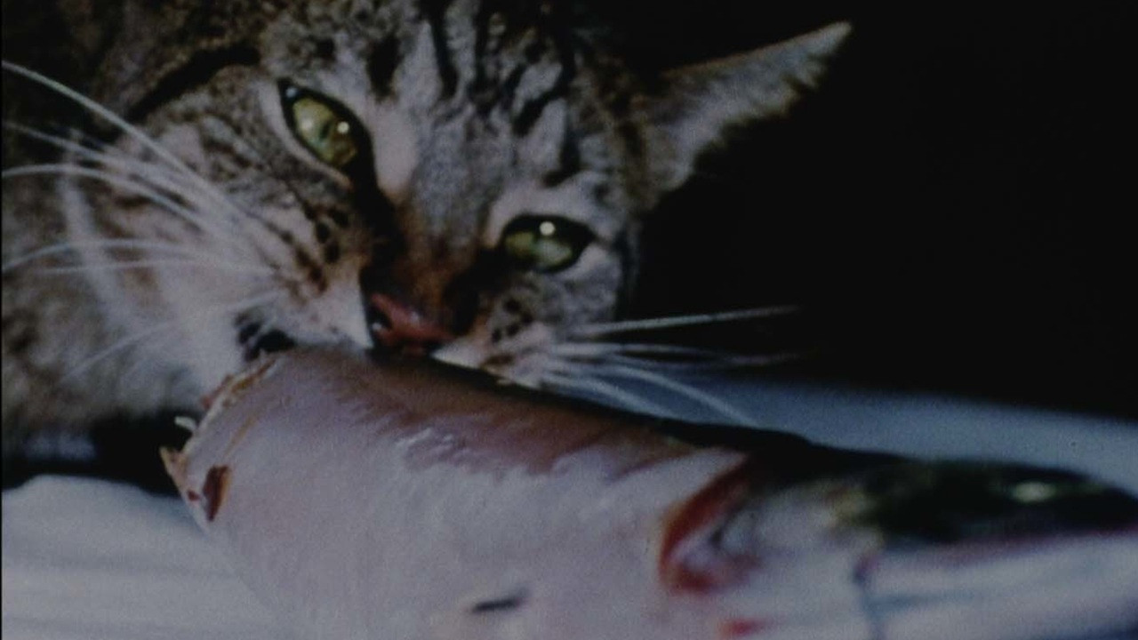 Cat Food - 剧照