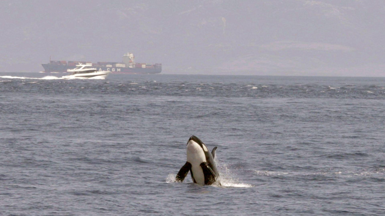 Achtung Orcas! Gefahr vor Gibraltar? - 剧照