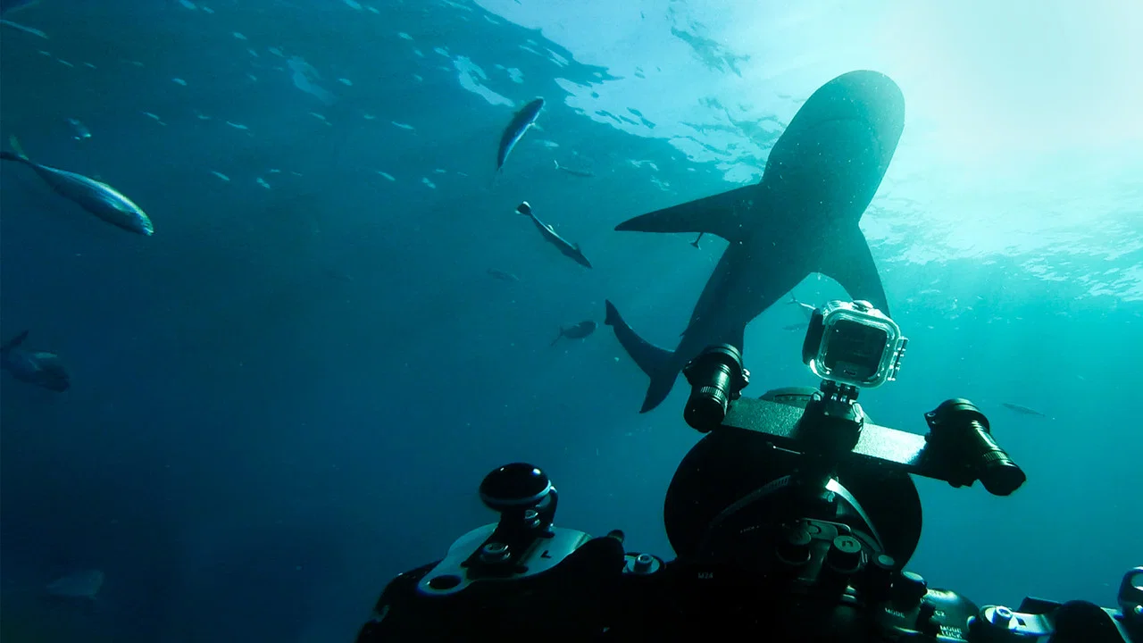 World's Biggest Bull Shark? - 剧照
