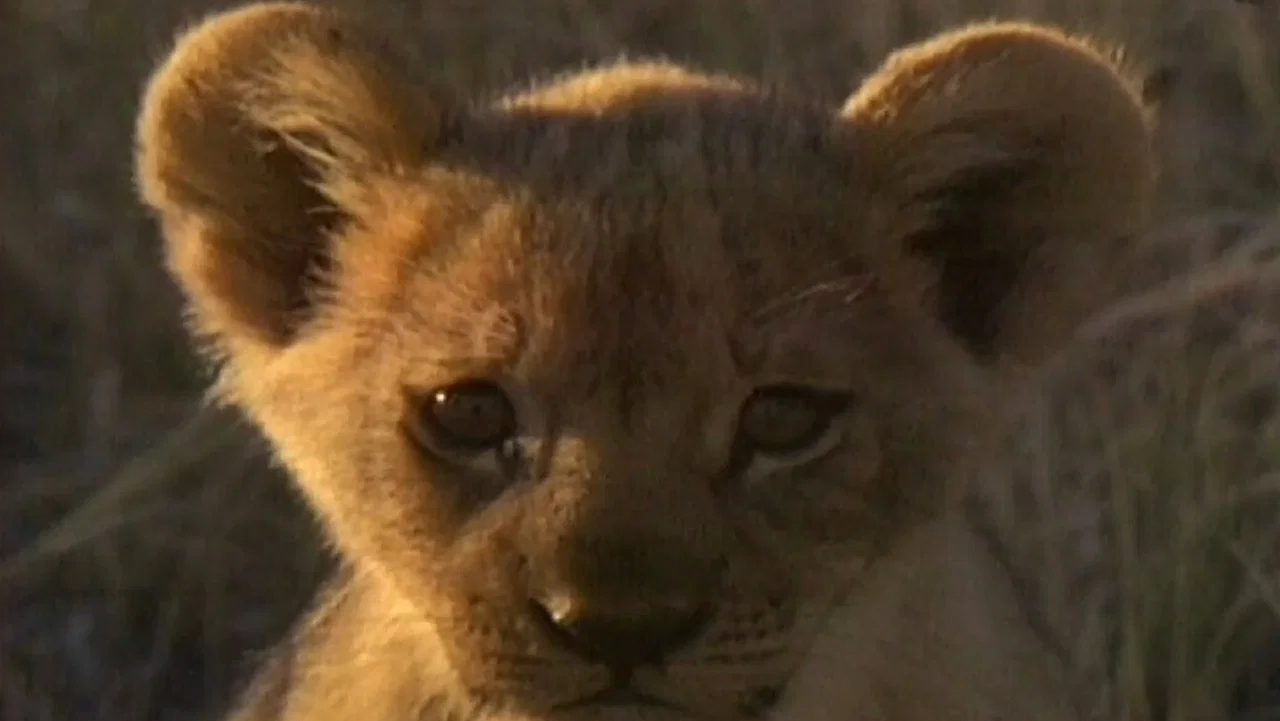 Lions Of Darkness - 剧照