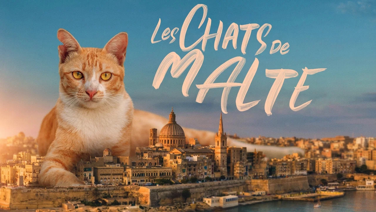 Cats of Malta - 剧照