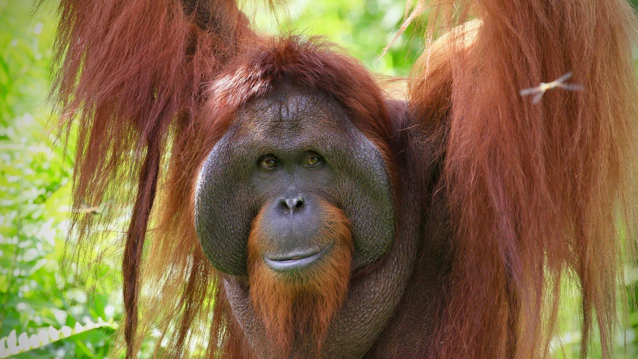 Orang-Utans - Borneos Waldmenschen - 剧照