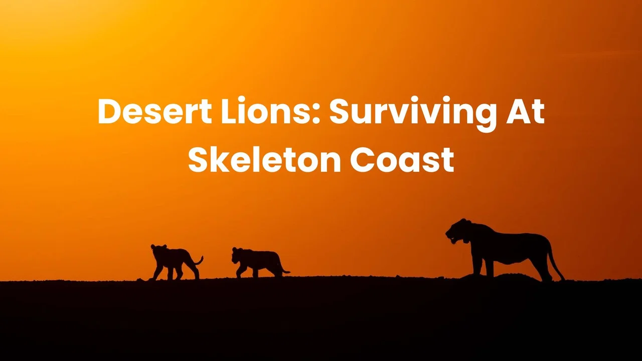 Lions of the Skeleton Coast - 剧照