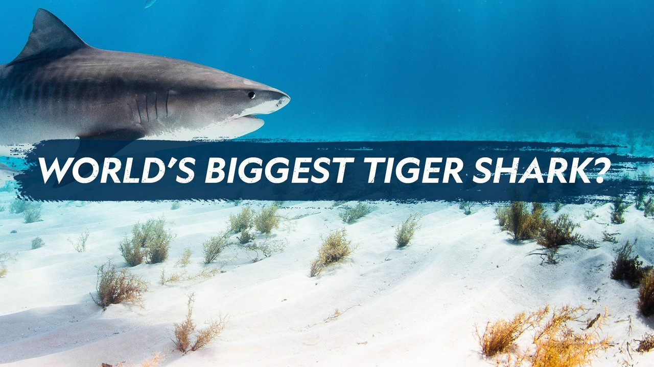 World's Biggest Tiger Shark - 剧照