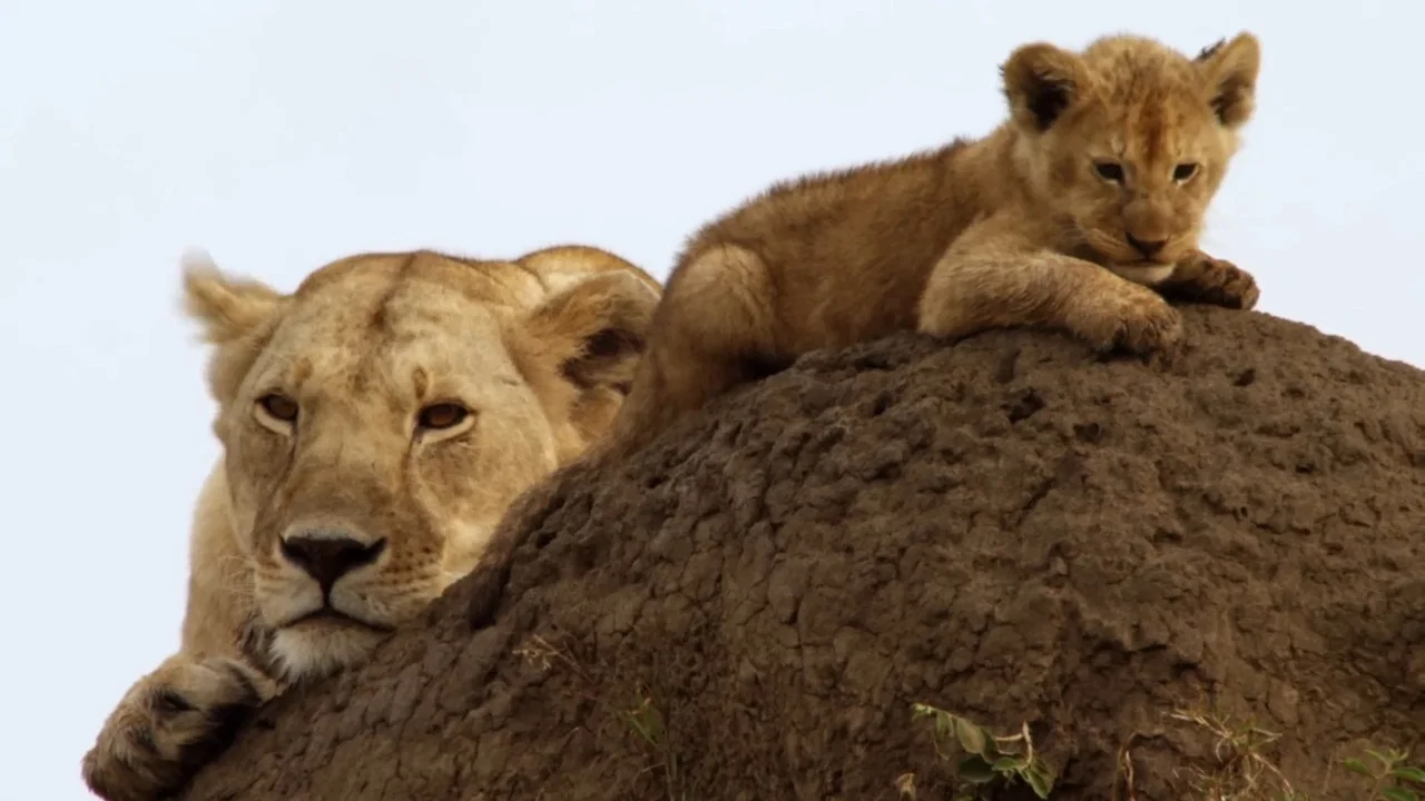 Lions: Africa's Super Power - 剧照