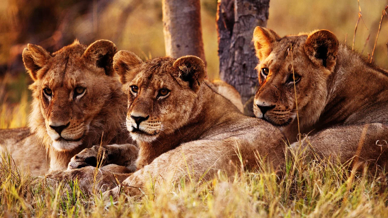 Wild Botswana - 剧照