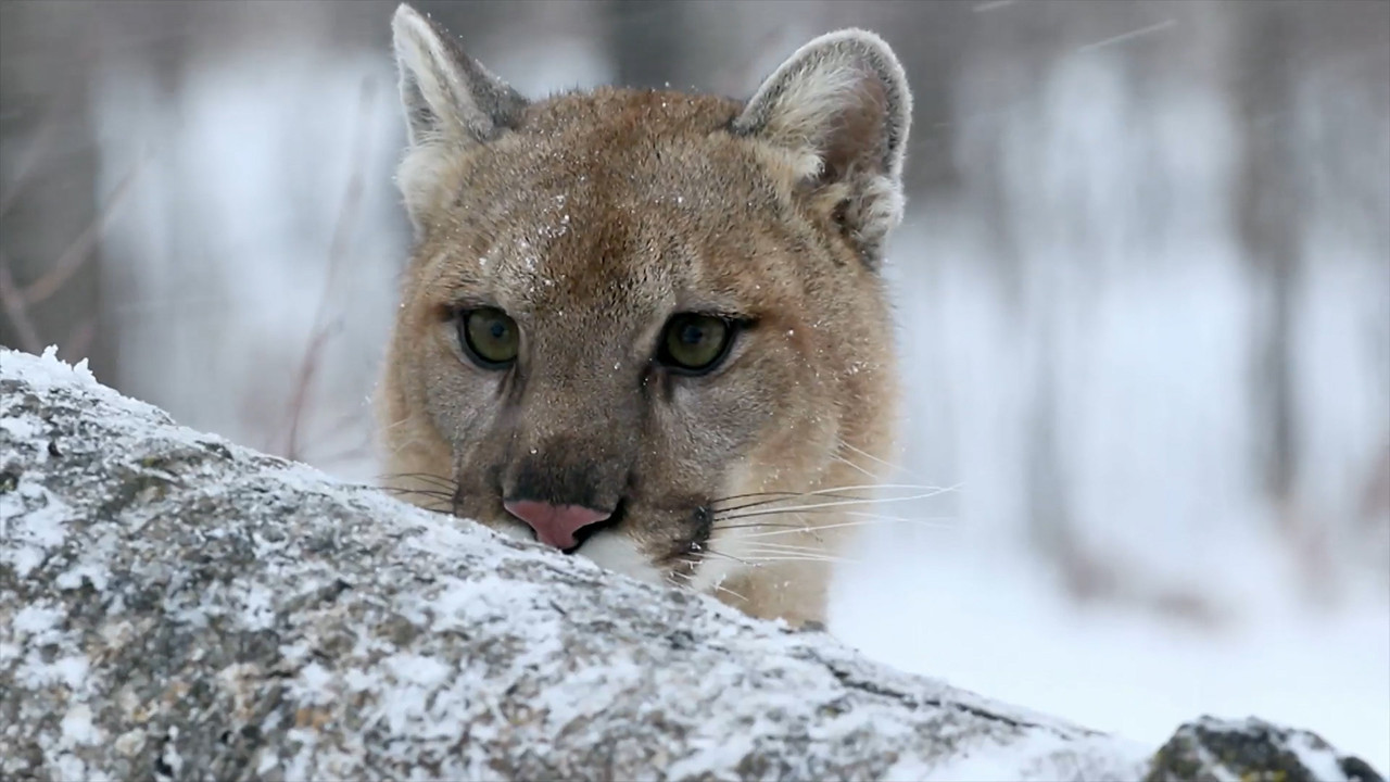 Puma, le fant&ocirc;me du G&eacute;vaudan - 剧照