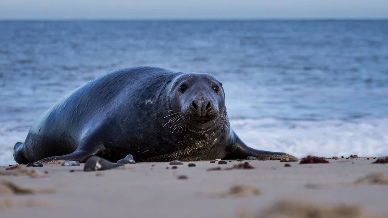 De wilde Noordzee - 剧照