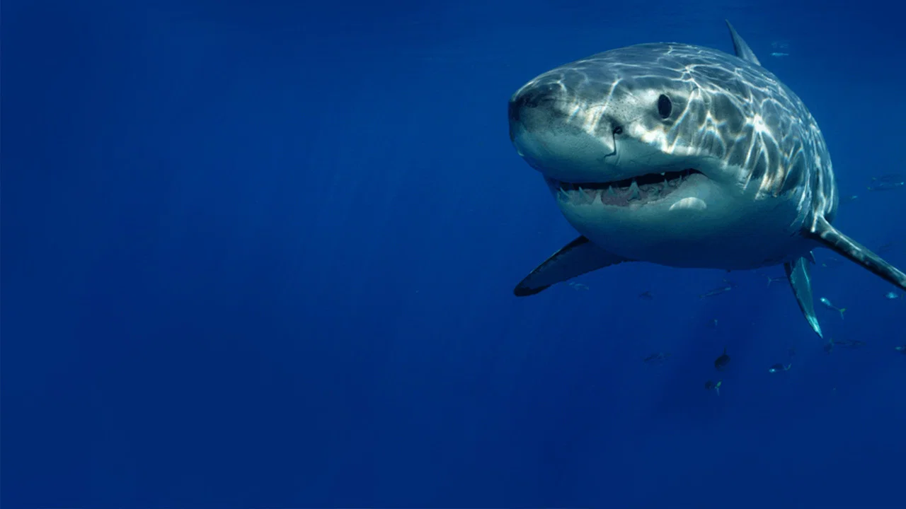 Cannibal Sharks - 剧照