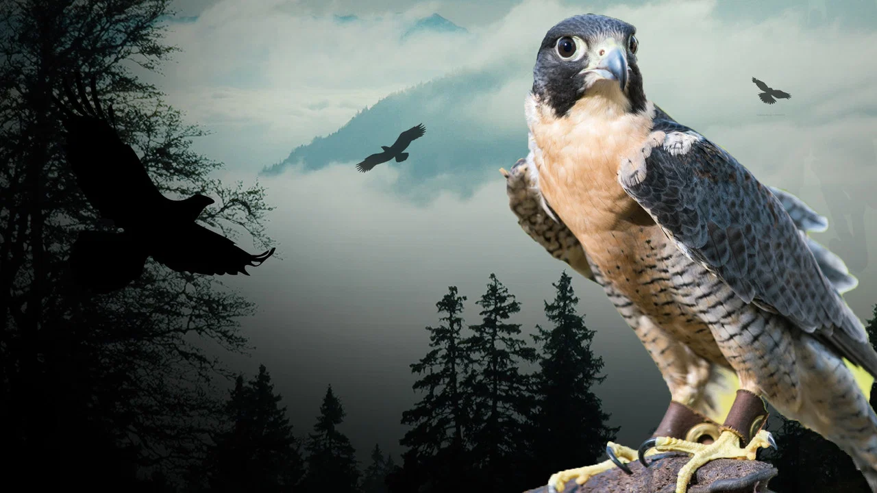 Peregrine Falcon: Lord of the Skies - 剧照