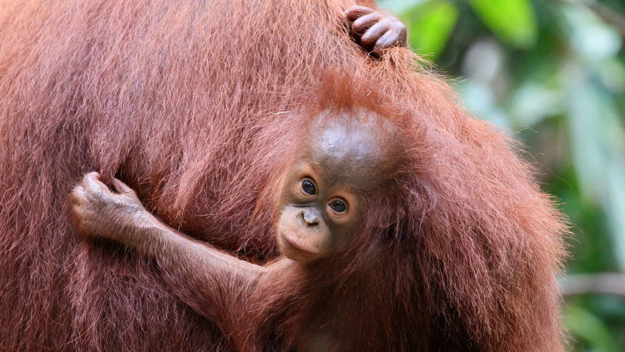 Orang-Utans - Borneos Waldmenschen - 剧照