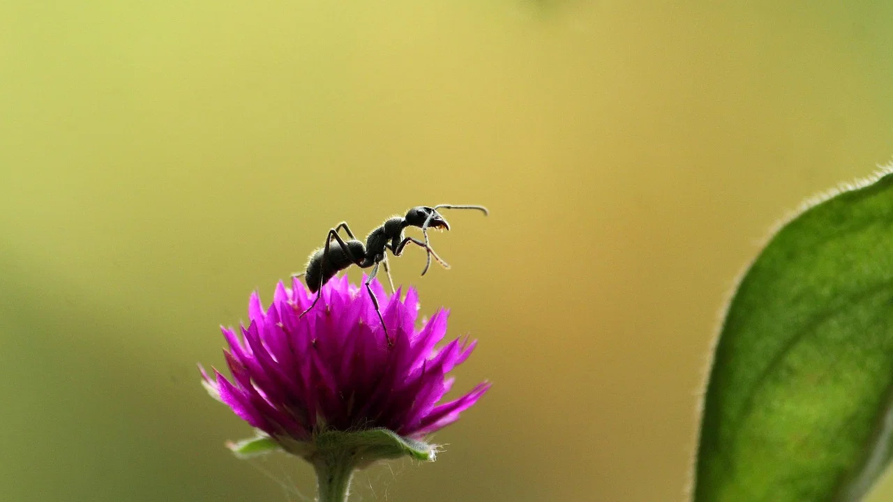 Fabulous Insects - Ants - 剧照