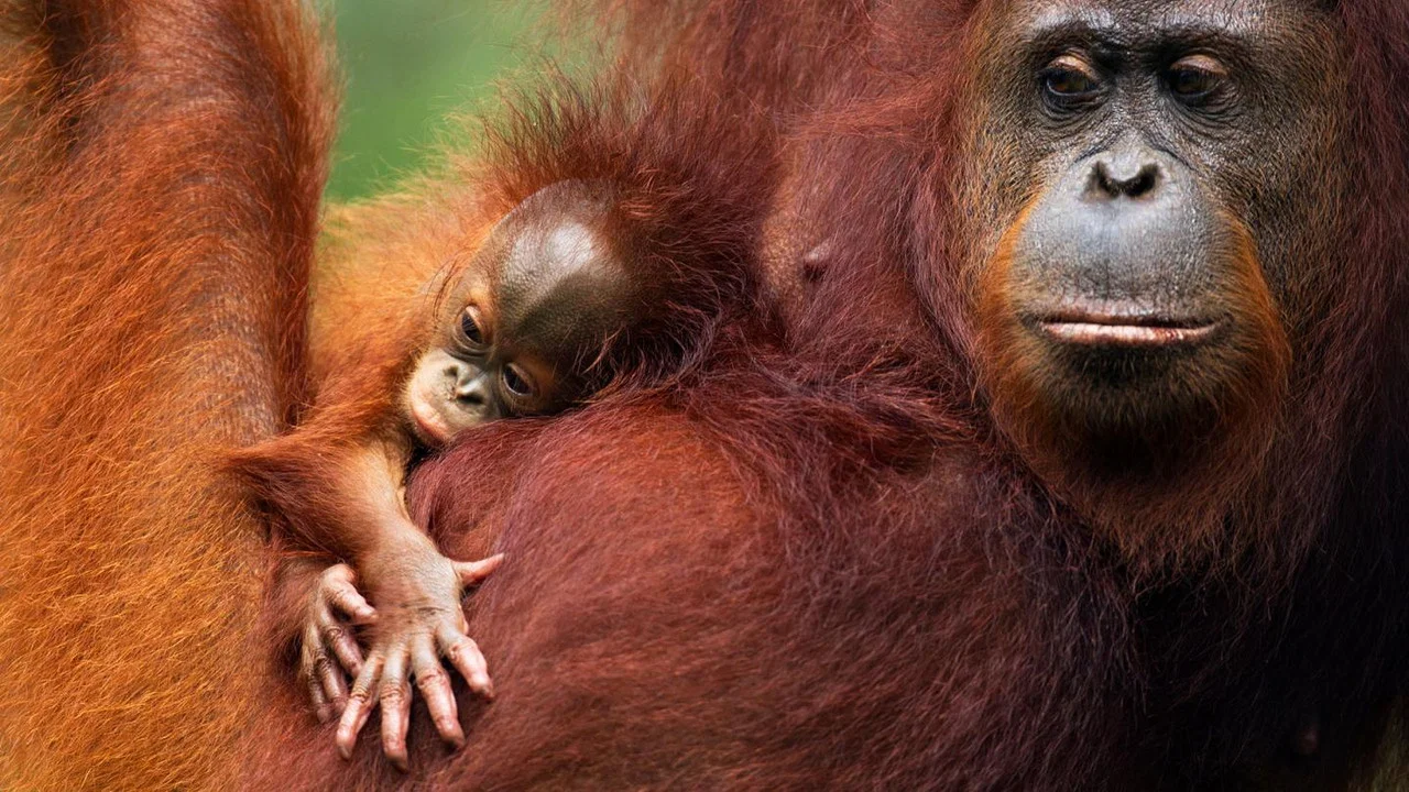 Orang-Utans - Borneos Waldmenschen - 剧照