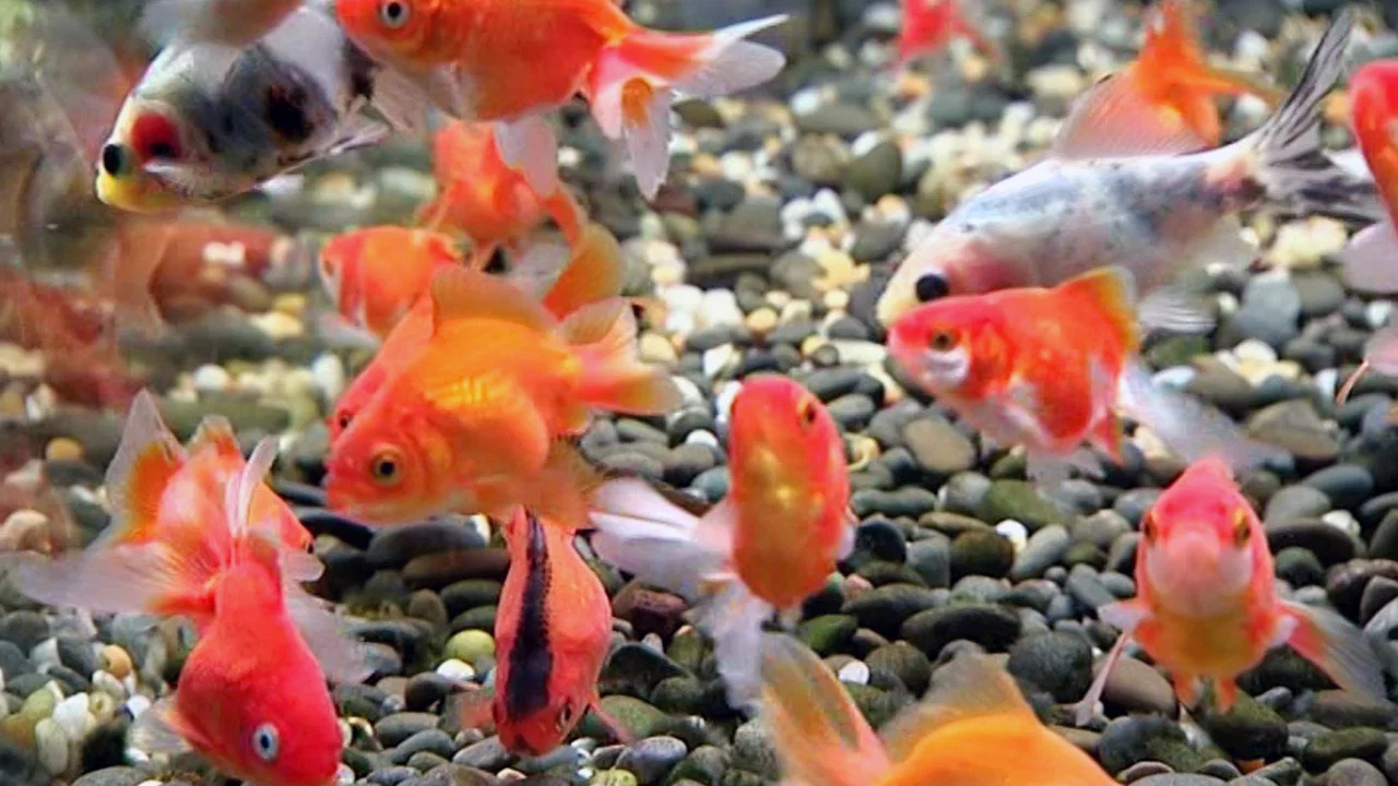 Blue Planet Easy Fishkeeping - 剧照