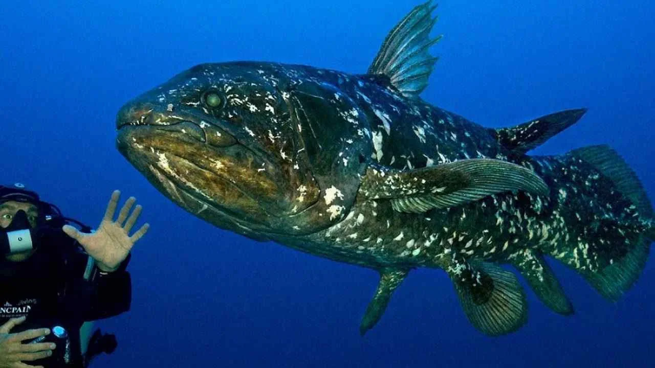 Diving With The Dinosaur Fish - 剧照