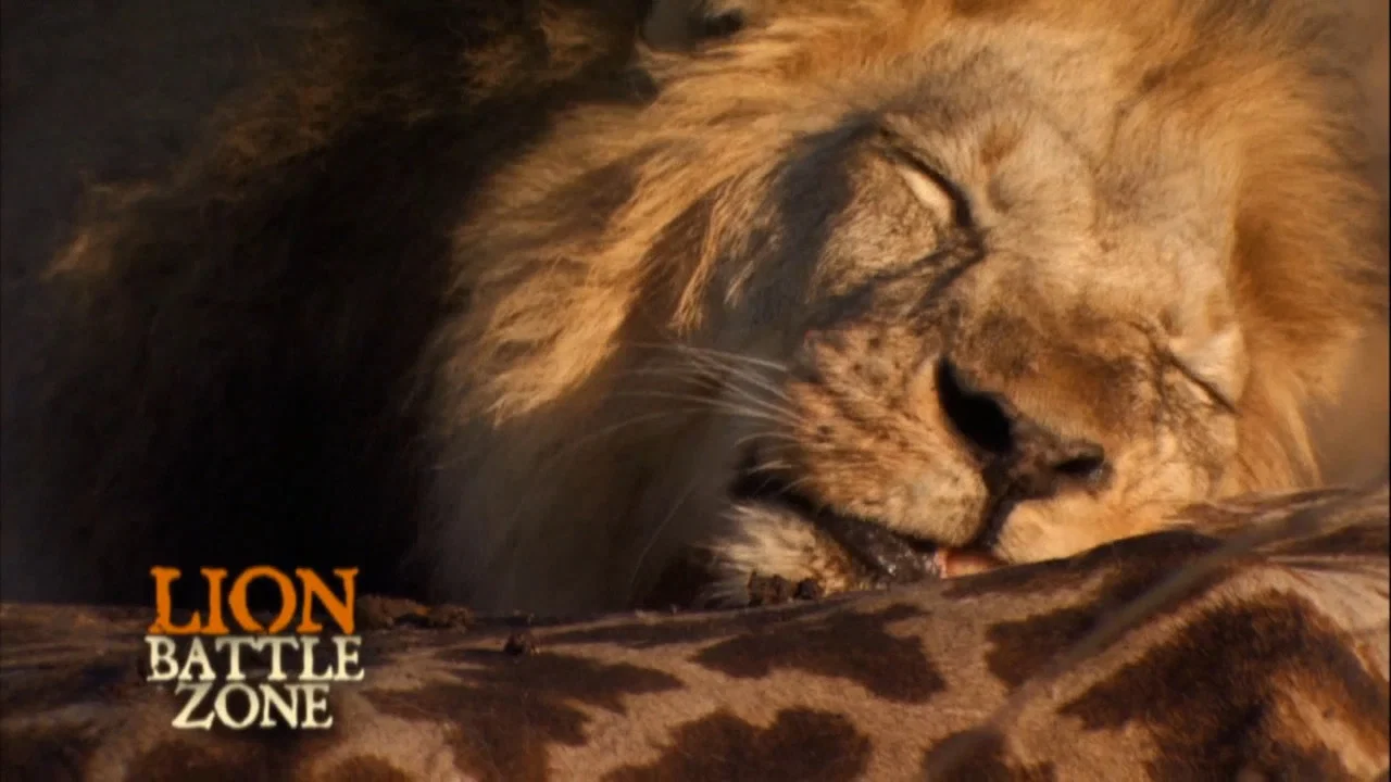 Lion Battle Zone - 剧照